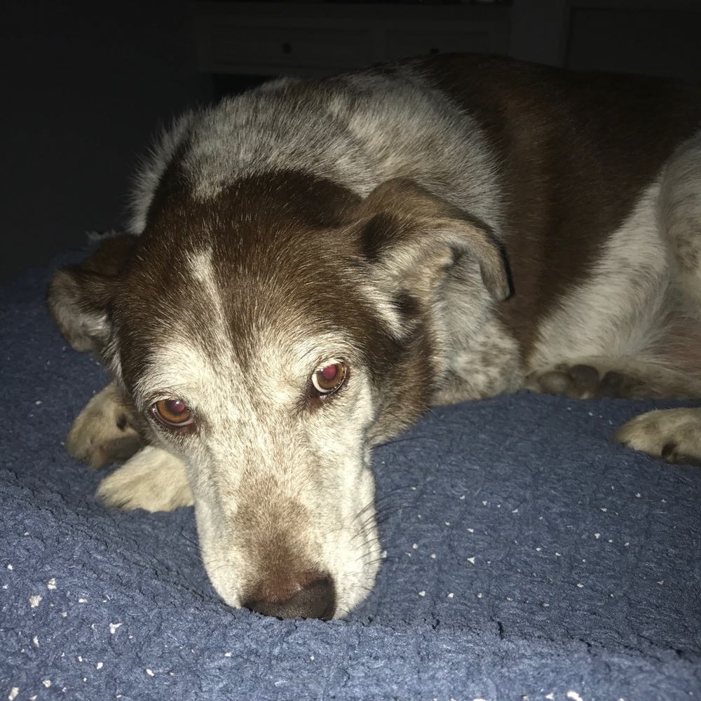 Meet your Posher, Shiloh